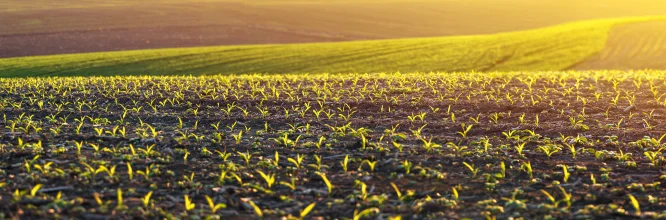 Qué es la agricultura